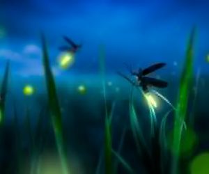 firefly firefly