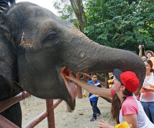 gajah gajah